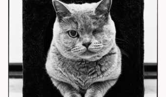 "The Cat's Black Quadrate" - fotografie de Andy Prokh