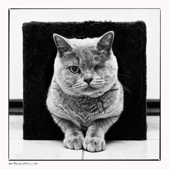 "The Cat's Black Quadrate" - fotografie de Andy Prokh